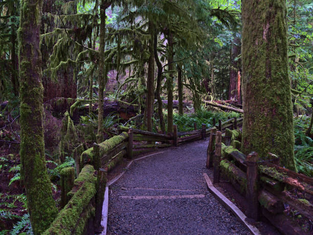 istock Footpath with weathered wooden railing leading through old forest at Cathedral Grove, British Columbia, Canada in autumn season on rainy day. Focus on wooden planks in center. 1352802484