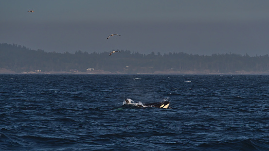 Two black and white colored Orca whales emerging in the deep blue water of the Salish Sea during a hunt near Vancouver Island, Canada viewed on whale watching tour with seagulls.