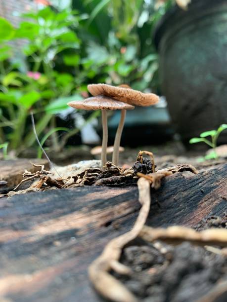 istock Mushroom and friend 1352802718