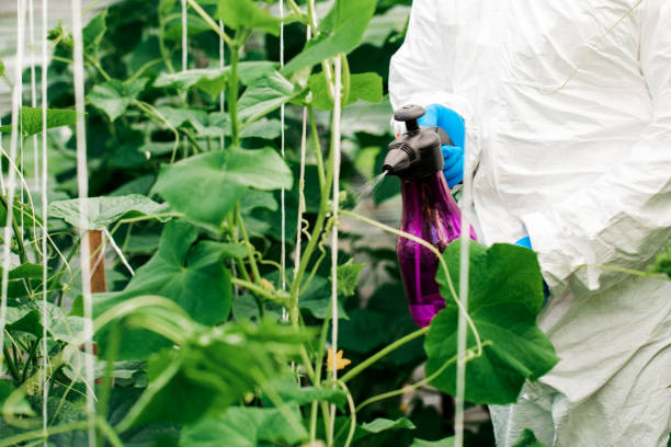 istock Worker sprays organic pesticides on plants. 1352804729