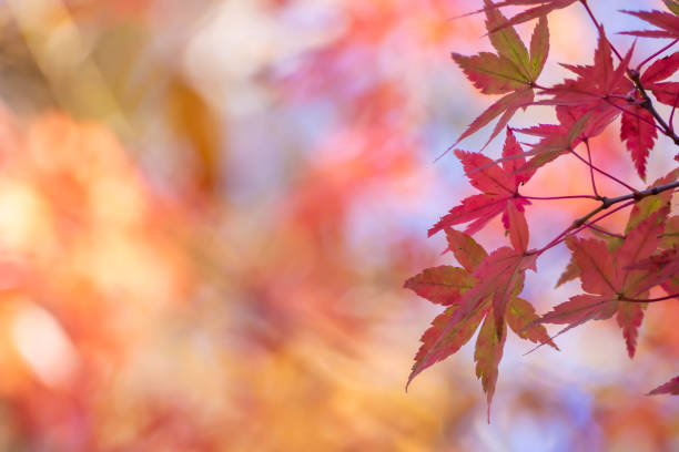 istock Autumn leaves of red maple that emerge on a warm background 1352804898