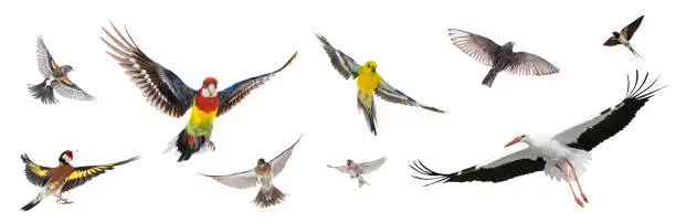Photo of group of birds flying in the air isolated on white background