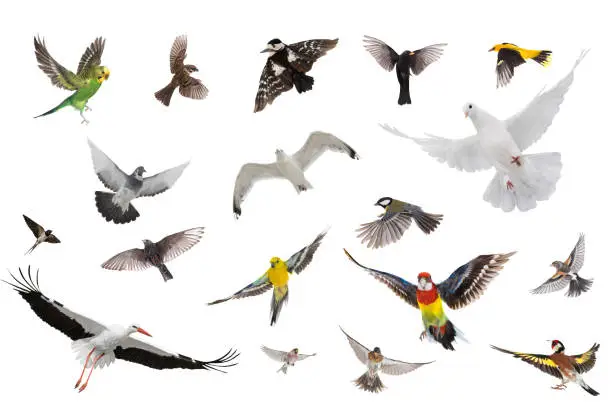 Photo of group of birds flying in the air isolated on white background