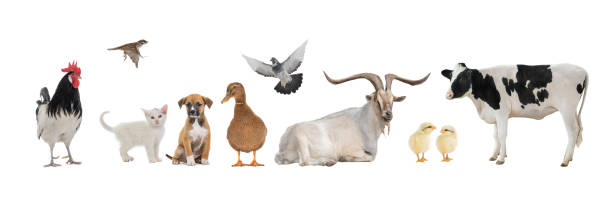 istock group of pets isolated on white background 1352806032