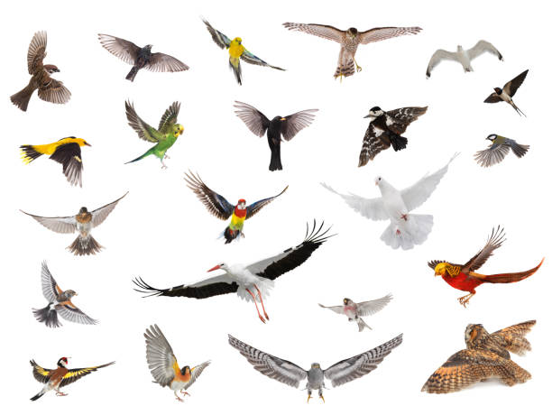 istock group of birds in flight with spread wings isolated on white background 1352806034