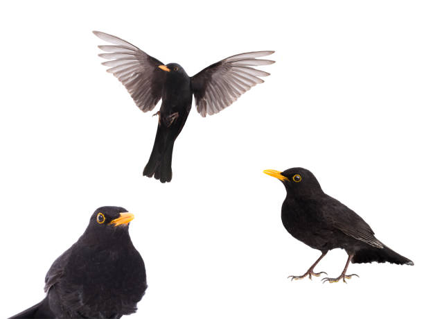 portrait blackbird isolated on a white background.