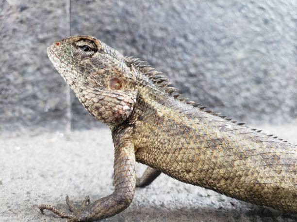 istock Closeup a chameleon on the rocks 1352806712