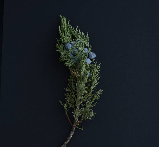 juniper branch with juniper berries on a black background, medicinal plant close-up autumn, background, beautiful, beauty, berry, black, blossom, blue, blueberry, botanical, botany, branch, bush, close-up, cosmetic, decoration, decorative, detail, essential, flora, floral, foliage, food, fresh, garden, green, healthy, herb, herbal, indigo, ingredient, juniper, juniper berry, juniperus, leaf, medical, medicinal plant, natural, nature, object, organic, pharmaceutical, pharmacy, plant, season, seasoning, spa, texture, tree juniper tree juniperus osteosperma stock pictures, royalty-free photos & images