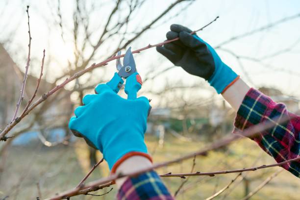 istock Spring seasonal gardening, pruning fruit trees with pruning shears 1352809630