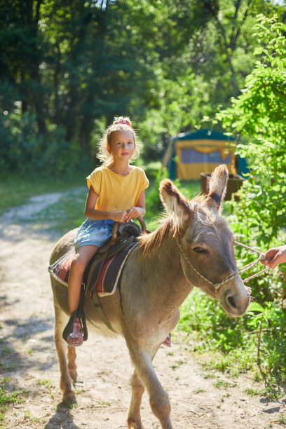 little girl in the saddle riding on a donkey, in contact farm zoo - åsnedjur bildbanksfoton och bilder