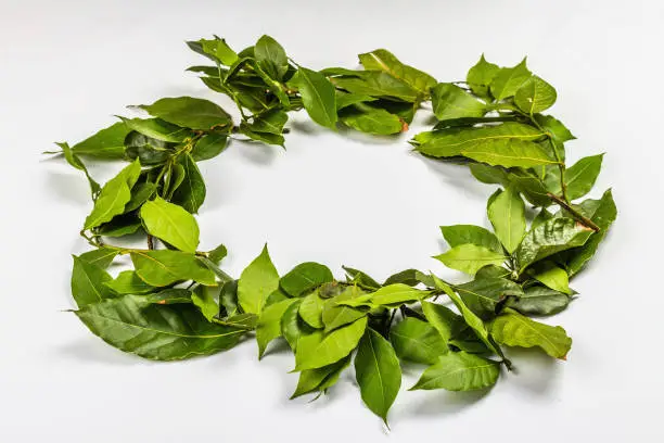Laurel wreath of fresh leaves isolated on white background. The traditional symbol of winners, an ingredient for preparing a variety of dishes