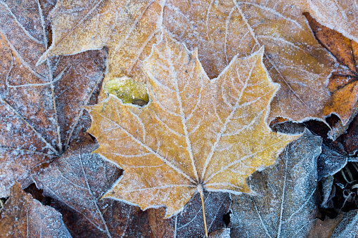 fallen maple leaves covered with hoarfrost closeup