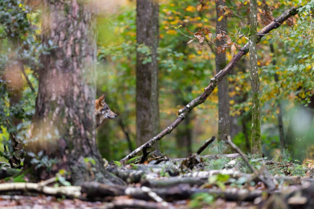 istock Portrait of a gray wolf in the forest 1352813906