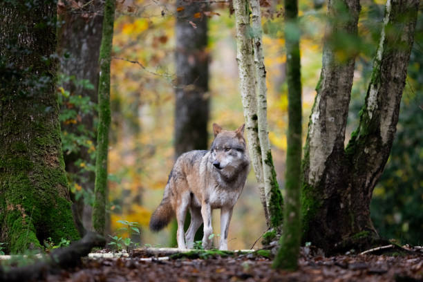 istock Portrait of a gray wolf in the forest 1352814298