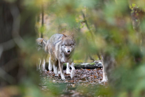 istock Portrait of a gray wolf in the forest 1352814396