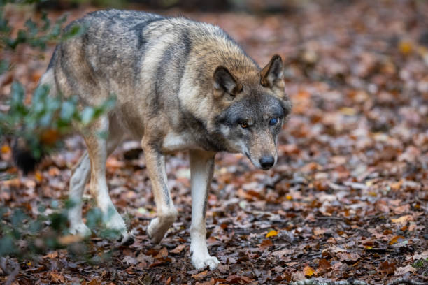 istock Portrait of a gray wolf in the forest 1352814508