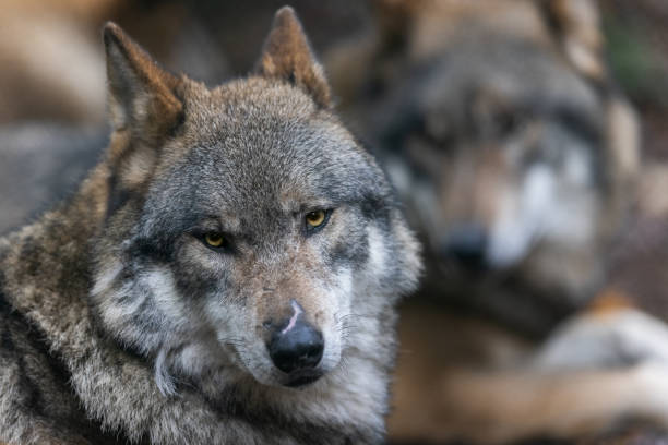 istock Portrait of a gray wolf in the forest 1352815086