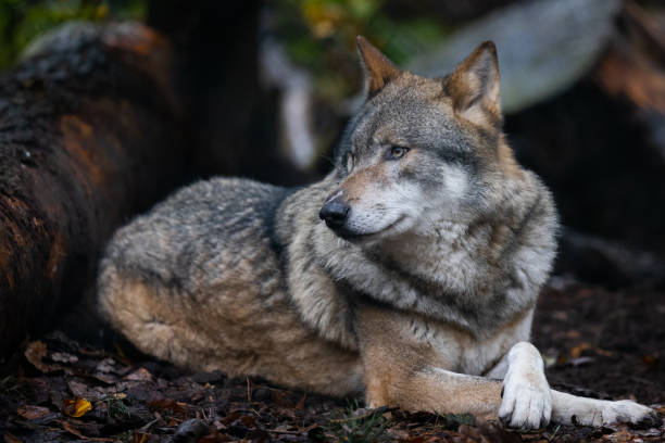 istock Portrait of a gray wolf in the forest 1352815249