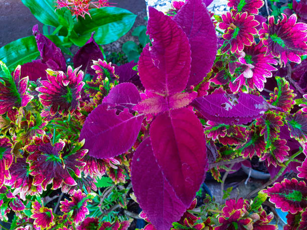 istock Miyama red in the garden 1352815421