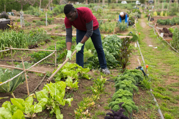 istock African-american worker picks cabbage in the garden 1352815474