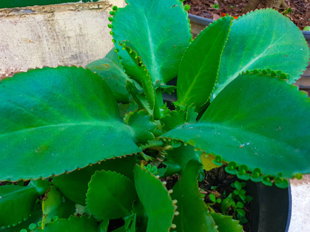 istock Bryophyllum pinnatum plant in the garden 1352815500