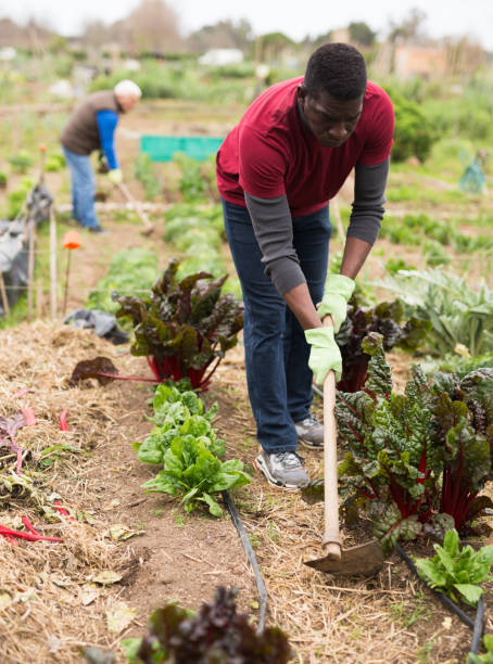 istock African man hoeing soil between vegetable seedlings 1352815515