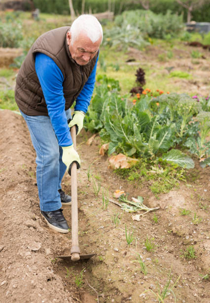 istock Farmer spreads hoe garden beds 1352815533