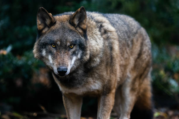 istock Portrait of a gray wolf in the forest 1352815546