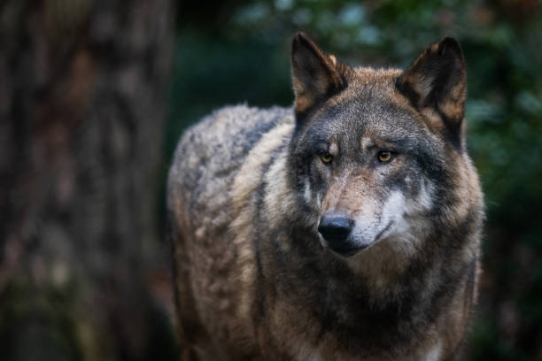 istock Portrait of a gray wolf in the forest 1352815681