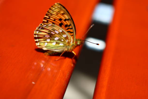 Butterfly drinking juice from red flower - animal behavior.