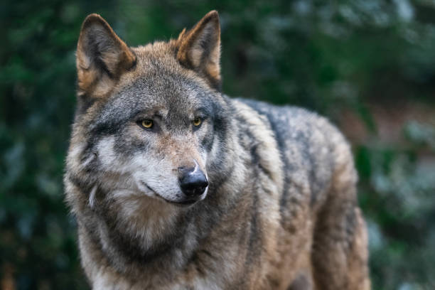 istock Portrait of a gray wolf in the forest 1352816438
