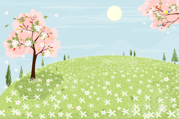 frühlingslandschaft grünes feld mit kirschblütenrahmen, vektor-cartoon sommerszene mit vogel auf weißen sakura-zweigen und gänseblümchenfeld. süßes banner für hello spring oder oster bakground - sakura stock-grafiken, -clipart, -cartoons und -symbole