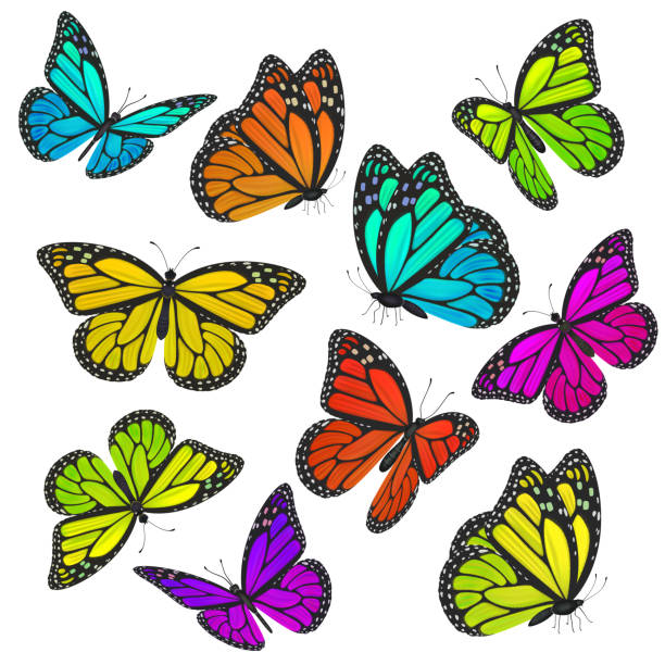 カラフルな蝶の大きなコレクション。図 - butterfly yellow white background wing点のイラスト素材／クリップアート素材／マンガ素材／アイコン素材