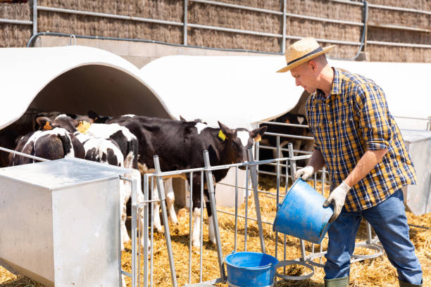 istock Farmer working in stall, feeding cows with water 1352818935