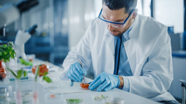красивый мужчина-микробиолог в защитных очках исследует локулярные семенные полости помидоров с помощью щипцов. ученый-медик, работающий � - tomato genetic modification biotechnology green стоковые фото и изображения
