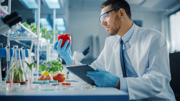 männlicher mikrobiologe in schutzbrille mit tablet-computer, der eine im labor gezüchtete tomate analysiert. mmikrobiologe arbeitet an molekülproben im modernen lebensmittellabor mit technologischer ausrüstung. - tomato genetic modification biotechnology green stock-fotos und bilder