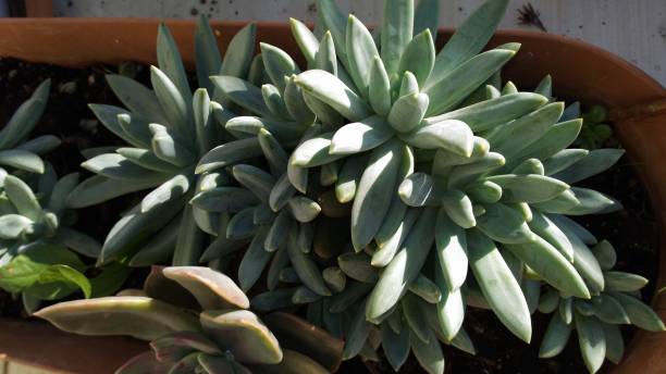istock plant used in succulent natural habitat 1352820301