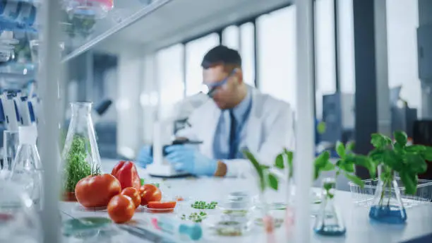 Photo of Foreground Focus on a Range of a Lab-Grown Cultured Vegetables: Peas, Tomatoes, Sweet Peppers, Plants. Medical Scientist Working on a Background in a Modern Food Science Laboratory.