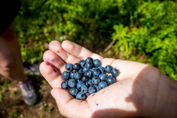 istock European Blueberry - bilberry - in a hand 1352820726