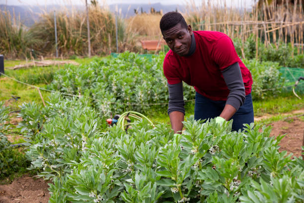istock Man gardener working with beans seedlings in garden 1352821601