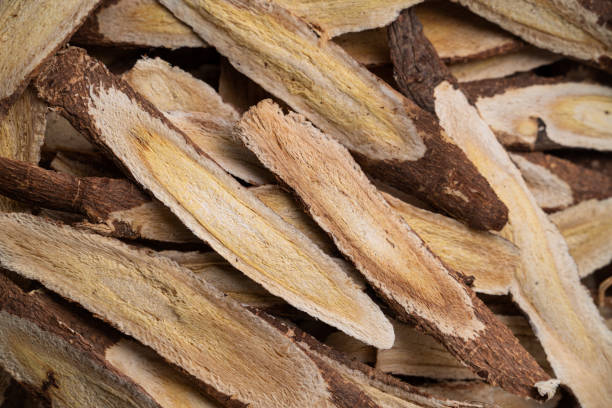 medicina herbal china raíz de astrágalo. - astragalus chinese medicine root plants fotografías e imágenes de stock