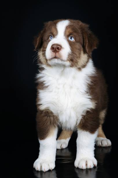 istock australian shepherd puppy 1352822140