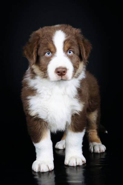 istock australian shepherd puppy 1352822141