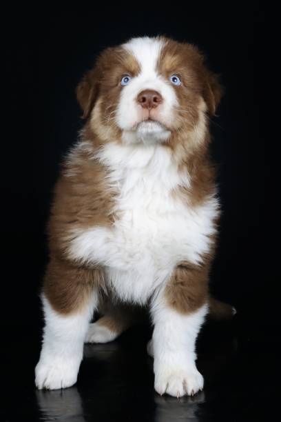 istock australian shepherd puppy 1352822142