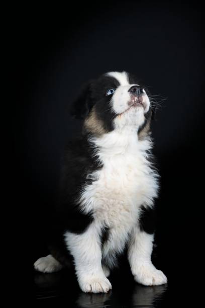 istock australian shepherd puppy 1352822335