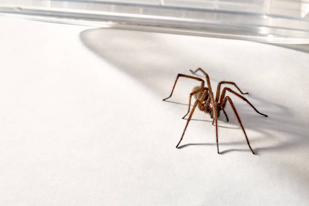istock Big predatory spider trapped. Isolated on white background. Large representative of the domestic arachnid. Fear or phobia of spiders. 8 legs. Close-up. Copy space. Studio photo. Terrible animal. One 1352823011