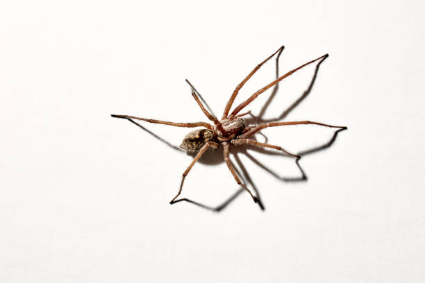 istock Predatory spider isolated on white background. Tegenaria agrestis. Large representative of the domestic arachnid. Fear or phobia of spiders. 8 legs. With a shadow. Close-up. Copy space. Studio photo 1352823049