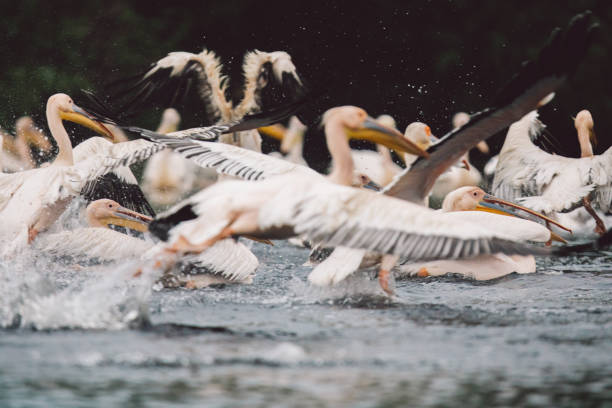 istock View Of Pelicans On A Lake 1352823105