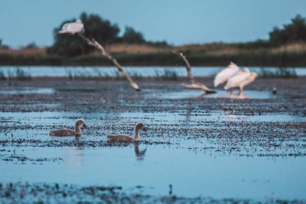 istock Birds Swimming In Lake 1352823211