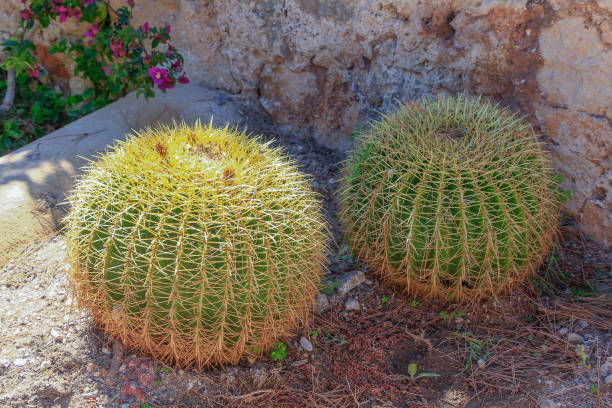 ECHINOCACTUS GRUSONII,  cactus called the mother-in-law's seat stock photo